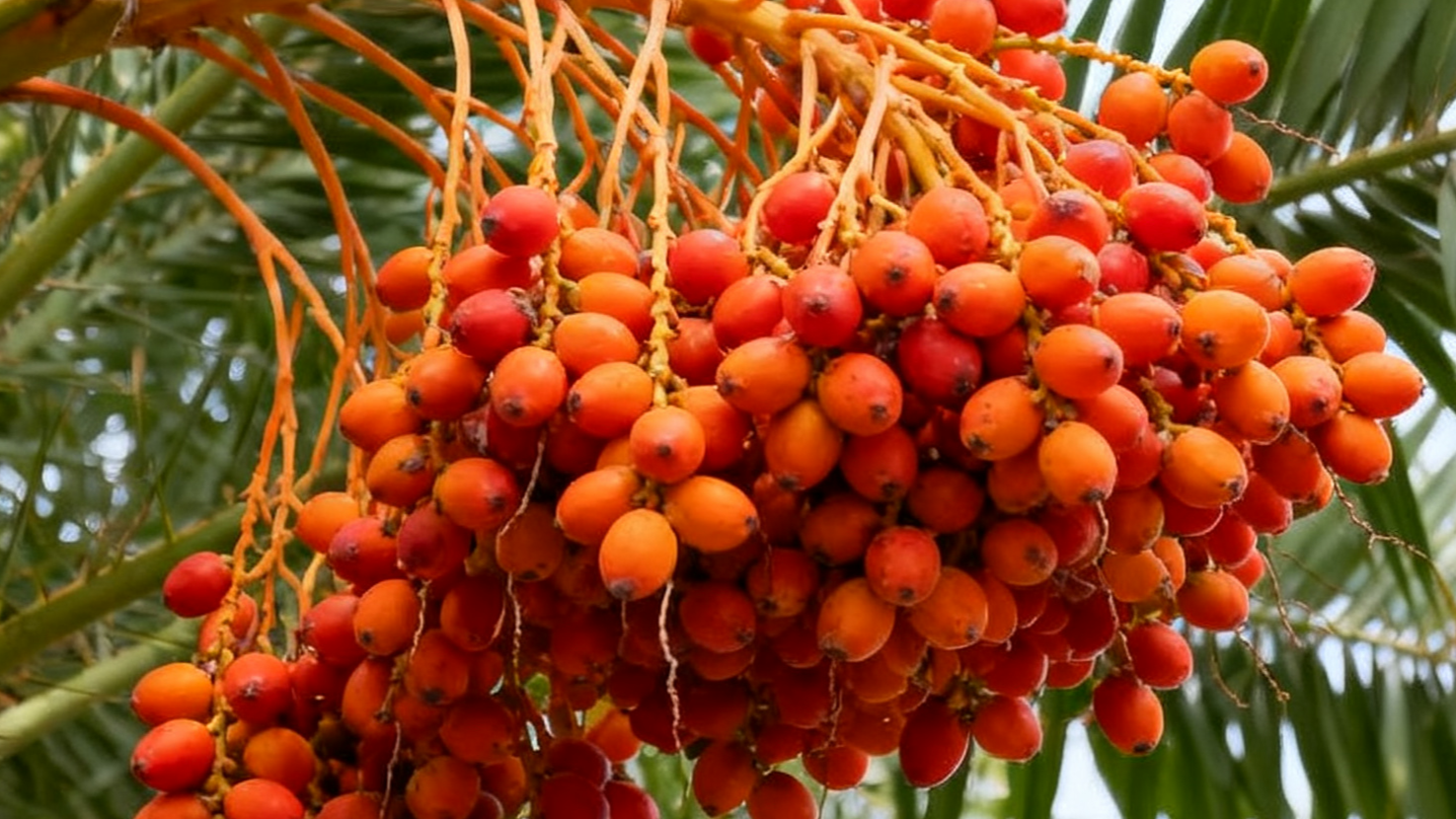 全球棕榈油市场震荡:印尼B40与欧盟法规双重影响 全球棕榈油市场震荡:印尼B40与欧盟法规双重影响