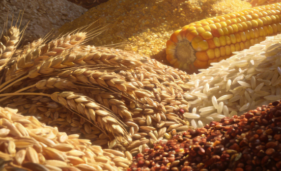 2025年中国粮食产量再创新高，为高质量发展筑牢"压舱石"