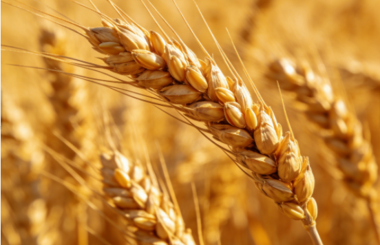 全球小麦行业市场现状与市场未来发展趋势预测分析 全球小麦行业市场现状与市场未来发展趋势预测分析